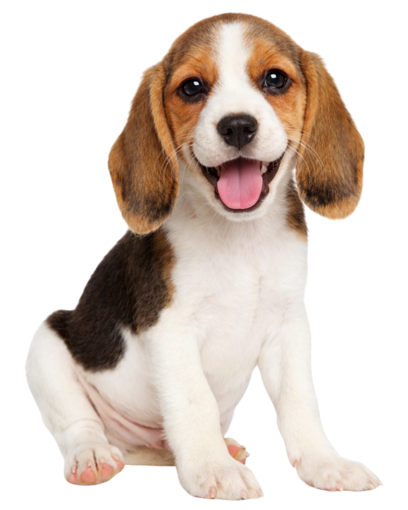 caninova-educateur-canin-comportementaliste-dressage-chiot-obeissance-bilan-balade-educative-socialisation-réeducation-chien